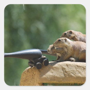 Adesivo Quadrado Prairie Dog Soldiers Stickers