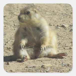 Adesivo Quadrado Prairie Dog Stickers