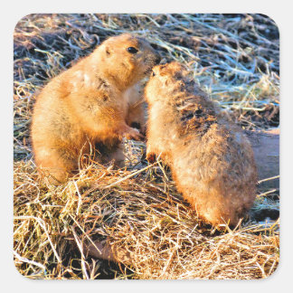 ADESIVO QUADRADO PRAIRIE DOGS