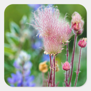 Adesivo Quadrado Prairie Smoke Wildflower Em Aspen Grove 2