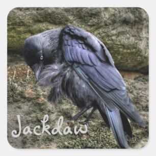Adesivo Quadrado Preening Jackdaw em Stonehenge, Inglaterra