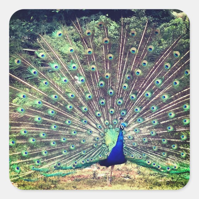 Adesivo Quadrado Preening Peacock Square Sticker (Frente)