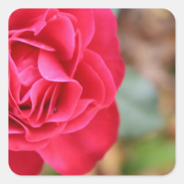 Adesivo Quadrado Presente com rosa para Dia de os namorados