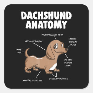 Adesivo Quadrado Presente no cão   Anatomia Dachshund Funny Weiner