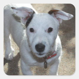 Adesivo Quadrado Preto E Branco Bonito De Jack Russell Puppy