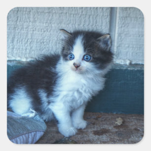 Adesivo Quadrado Preto + Gatinho Branco