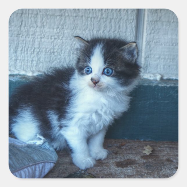 Adesivo Quadrado Preto + Gatinho Branco (Frente)