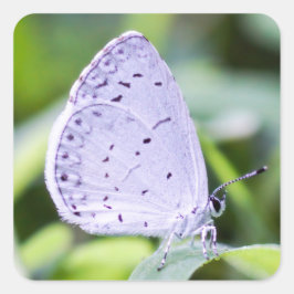Adesivo Quadrado Primavera Azure Butterfly Sticker