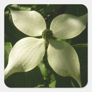 Adesivo Quadrado Primavera branco da flor Sunlit do Dogwood floral