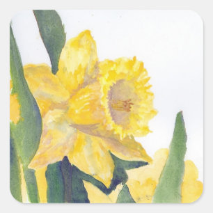 Adesivo Quadrado Primavera Daffodils