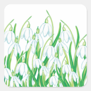 Adesivo Quadrado Primavera Snowdrops
