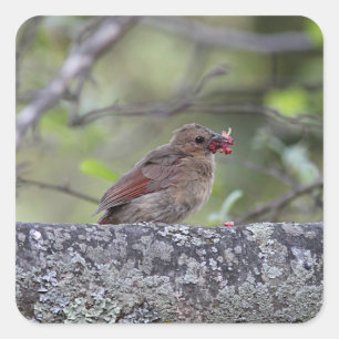 Adesivo Quadrado Principiante cardinal do norte