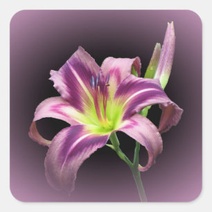 Adesivo Quadrado Procura de Starman - Sticker Quadrado Diurno