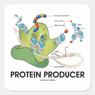Adesivo Quadrado Produtor da proteína (síntese da proteína do tR