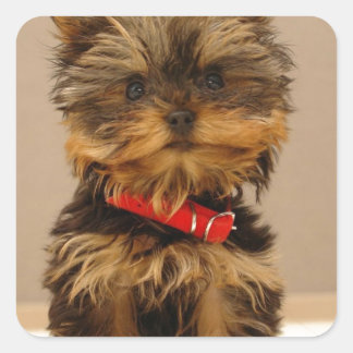Adesivo Quadrado Produtos Yorkie