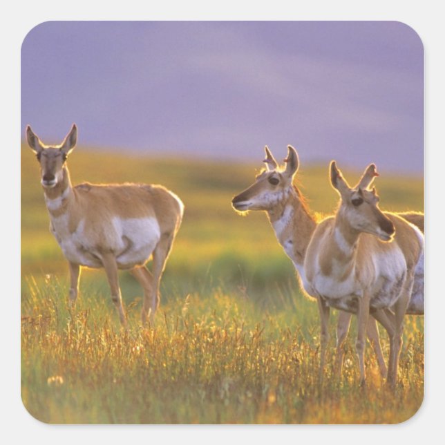Adesivo Quadrado Pronghorn Antelope em Montana (Frente)