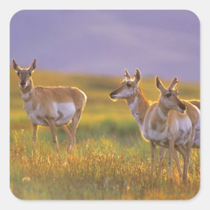 Adesivo Quadrado Pronghorn Antelope em Montana