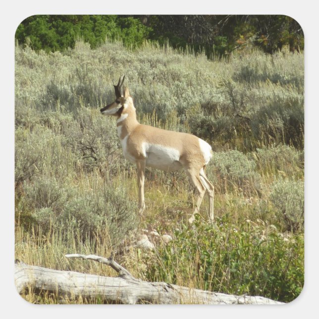 Adesivo Quadrado Pronghorn no Grand Teton National Park (Frente)