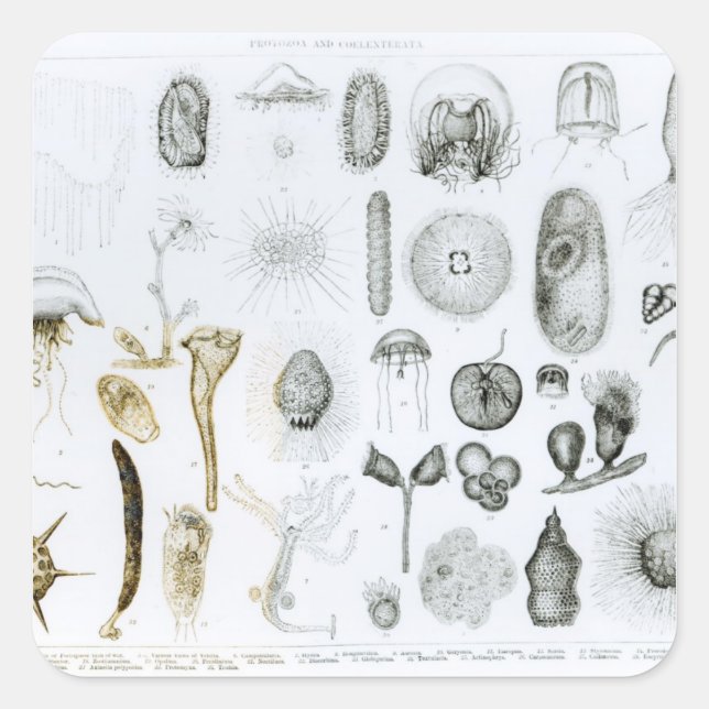 Adesivo Quadrado Protozoa e Coelenterata (Frente)