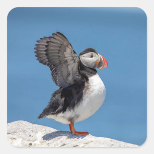 Adesivo Quadrado Puffin Atlântico em Machias, ME