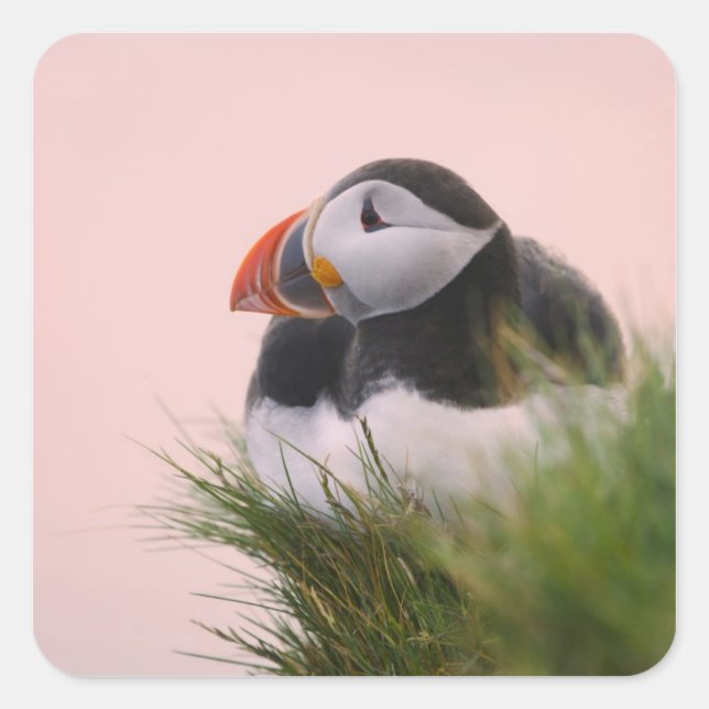 Adesivo Quadrado Puffin Atlântico (Fratercula arctica) (Frente)