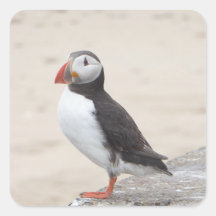 Puffin fazendo uma pausa