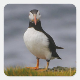 Adesivo Quadrado Puffin Sticker