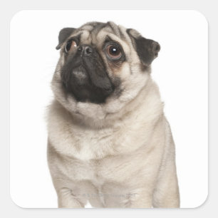 Adesivo Quadrado Pug (13 meses de idade) olhando para cima