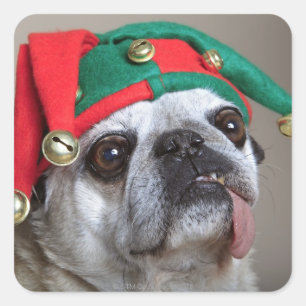 Adesivo Quadrado Pug de vista engraçado com a língua que pendura
