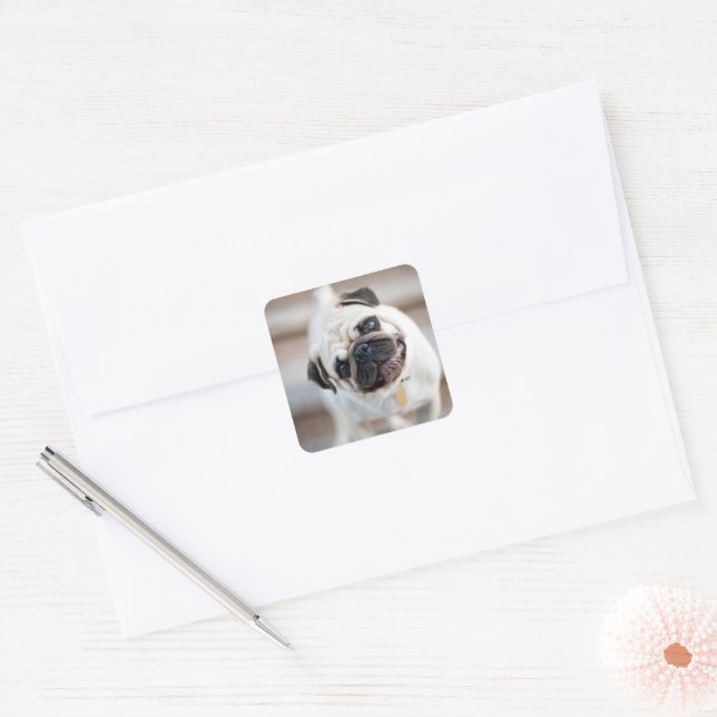 Adesivo Quadrado Pug Head Tilt (Envelope)