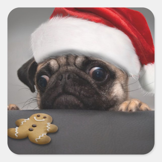 Adesivo Quadrado Pug Natal (Frente)