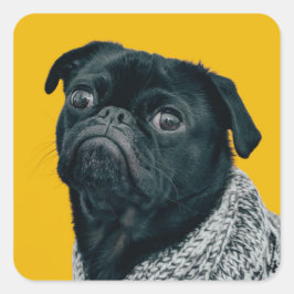 Adesivo Quadrado Pug preto sobre fundo amarelo, amantes de cachorro