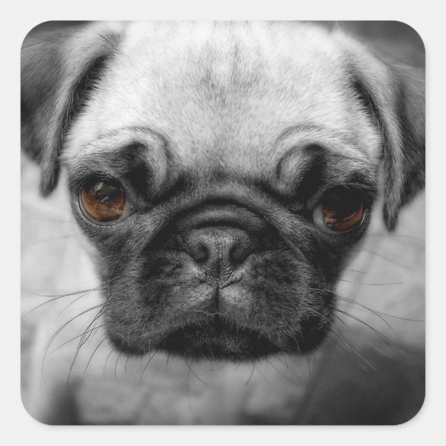 Adesivo Quadrado Pug Pup (Frente)