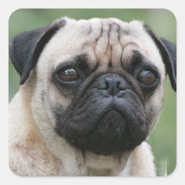 Adesivo Quadrado Pug Puppy Dog Stickers (Frente)