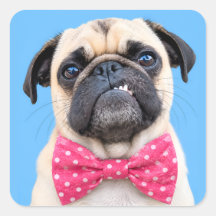 Pug Usando Laço Rosa