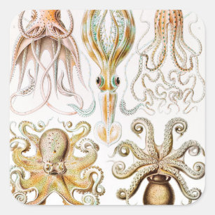 Adesivo Quadrado Pula de Octopus, Gamochonia por Ernst Haeckel