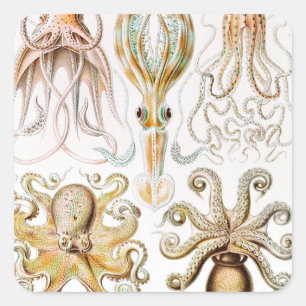 Adesivo Quadrado Pula de Octopus, Gamochonia por Ernst Haeckel