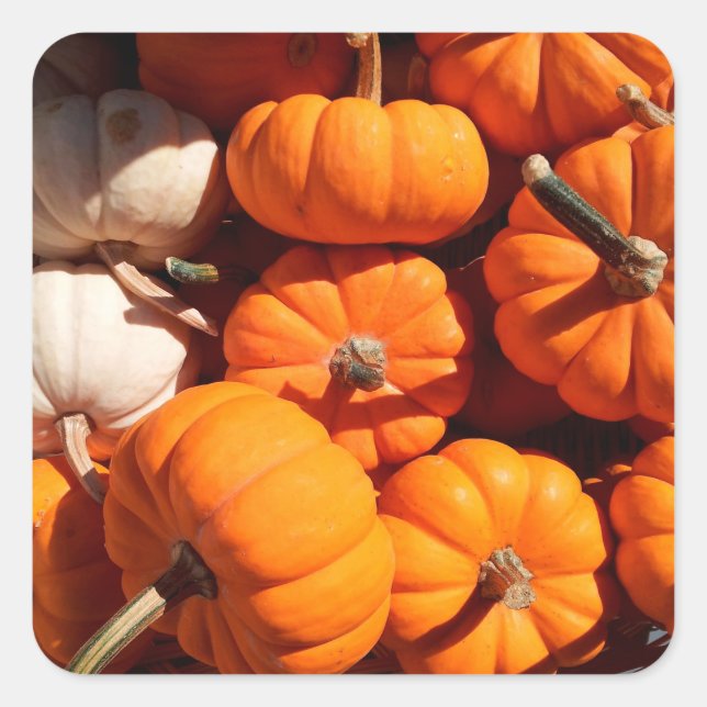 Adesivo Quadrado Pumpkin halloween jack ou lanterna - abóboras lara (Frente)