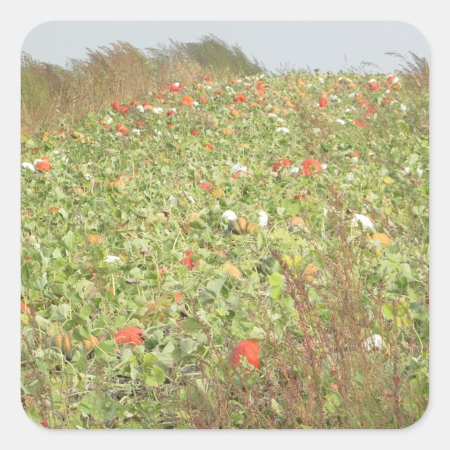 Adesivo Quadrado Pumpkin Patch dos Vinhetas do Halloween (Frente)