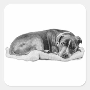 Adesivo Quadrado Pup Curado com Solicitação Interessada