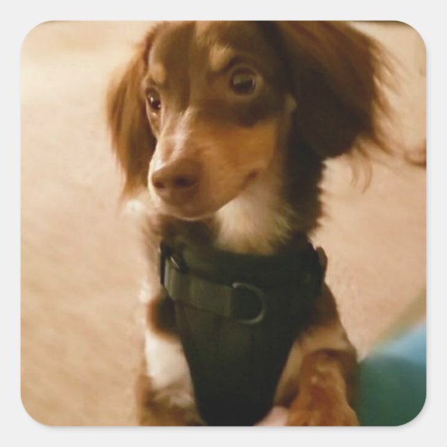 Adesivo Quadrado Puppins (Frente)