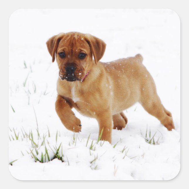 Adesivo Quadrado Puppy de inverno de Natal (Frente)