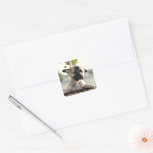 Adesivo Quadrado Puppy do german shepherd sobre a borda (Envelope)