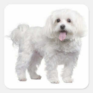 Adesivo Quadrado Puppy Dog Love Stick / Rótulo