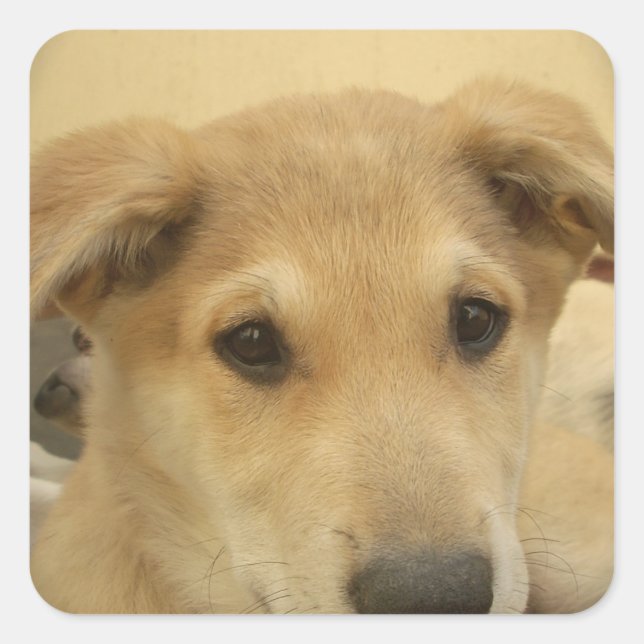 Adesivo Quadrado Puppy Love: Melhor Amigo do Homem (Frente)