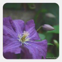 Purple Clematis