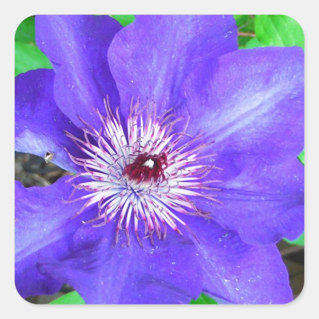 Adesivo Quadrado Purple Clematis Flower (Frente)