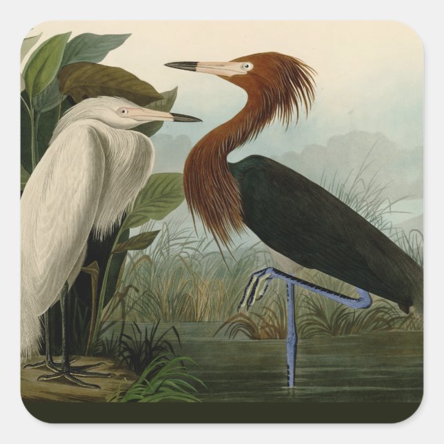 Adesivo Quadrado Púrpura Heron Audubon Bird Willife Painting (Frente)