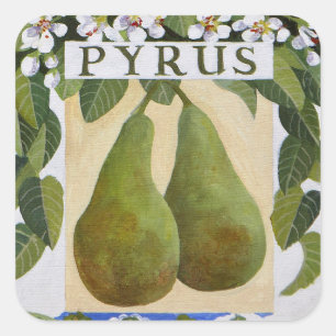 Adesivo Quadrado Pyrus