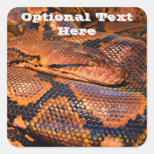 Adesivo Quadrado Python Cobra